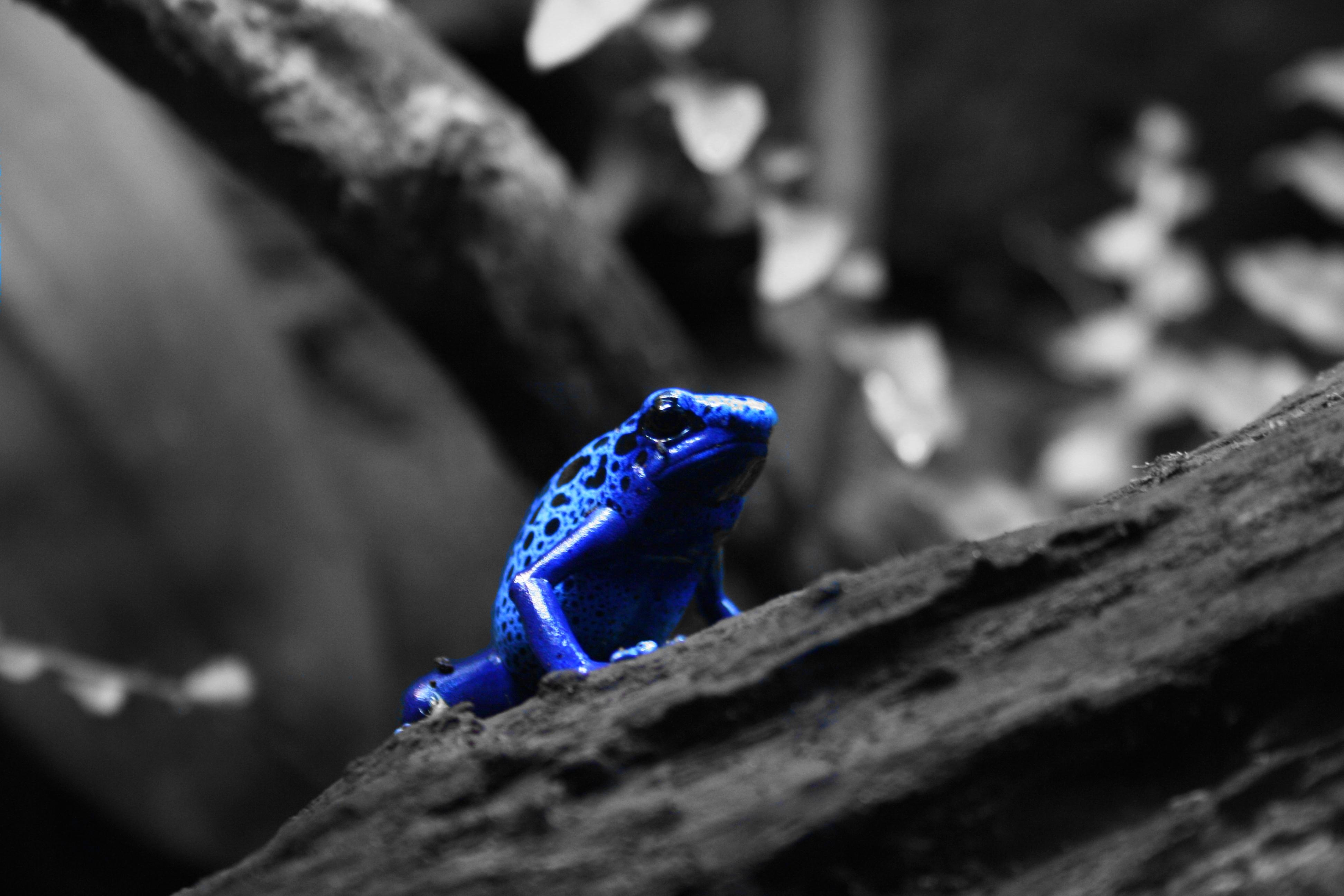 Poison Dart Frog Background - 3888x2592 Wallpaper - teahub.io