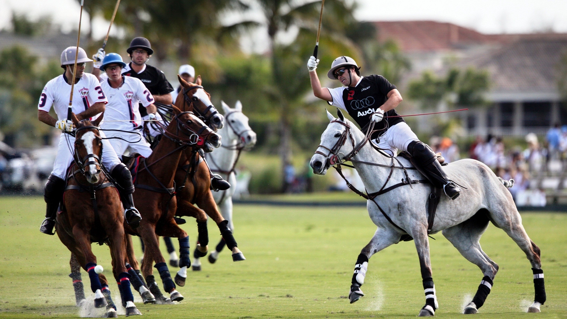 Polo Wallpaper For Iphone - HD Wallpaper 