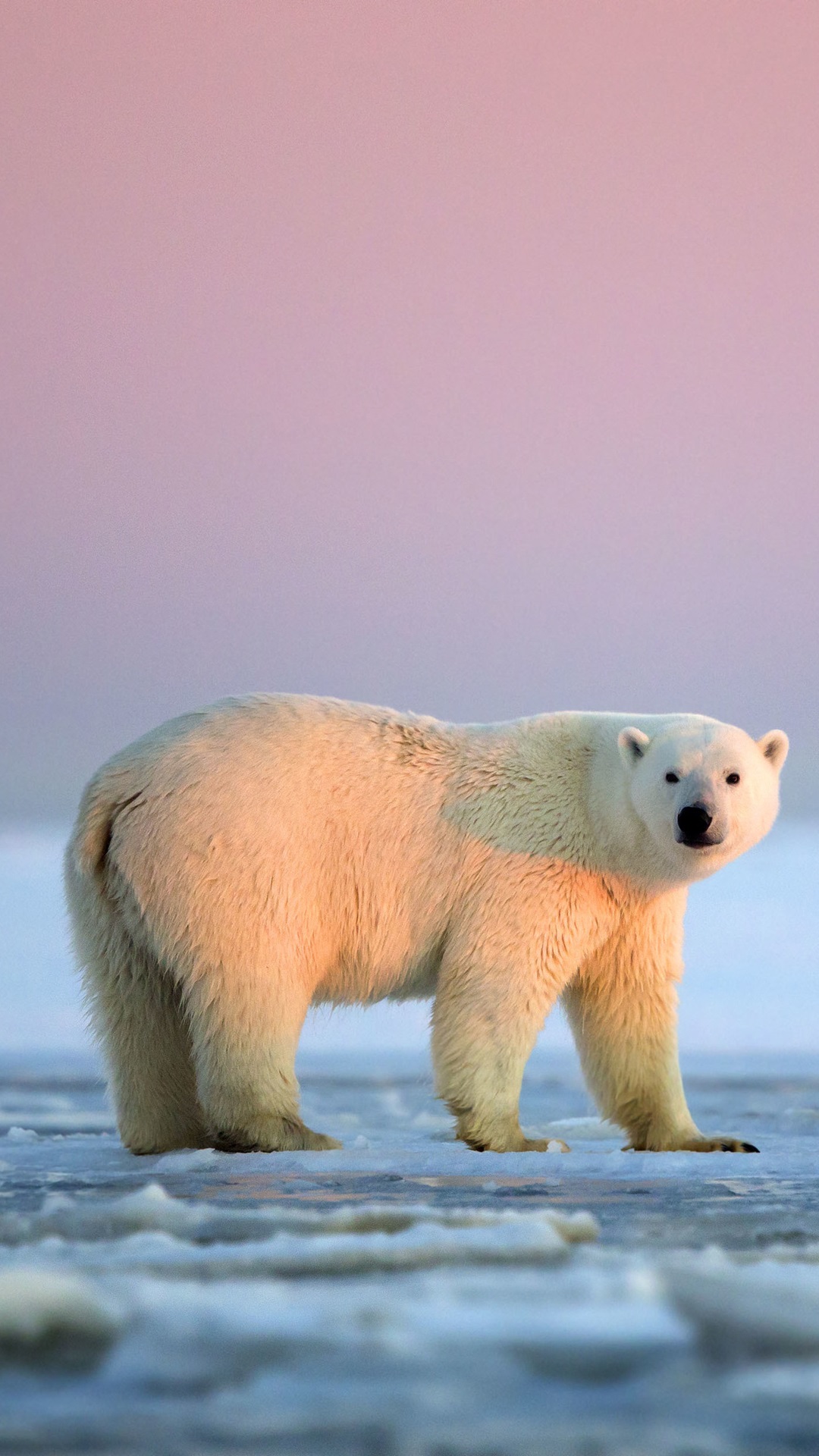 Iphone Wallpaper White Polar Bear, Sunset, Ice, Arctic, - Polar Bear Mac Background - HD Wallpaper 