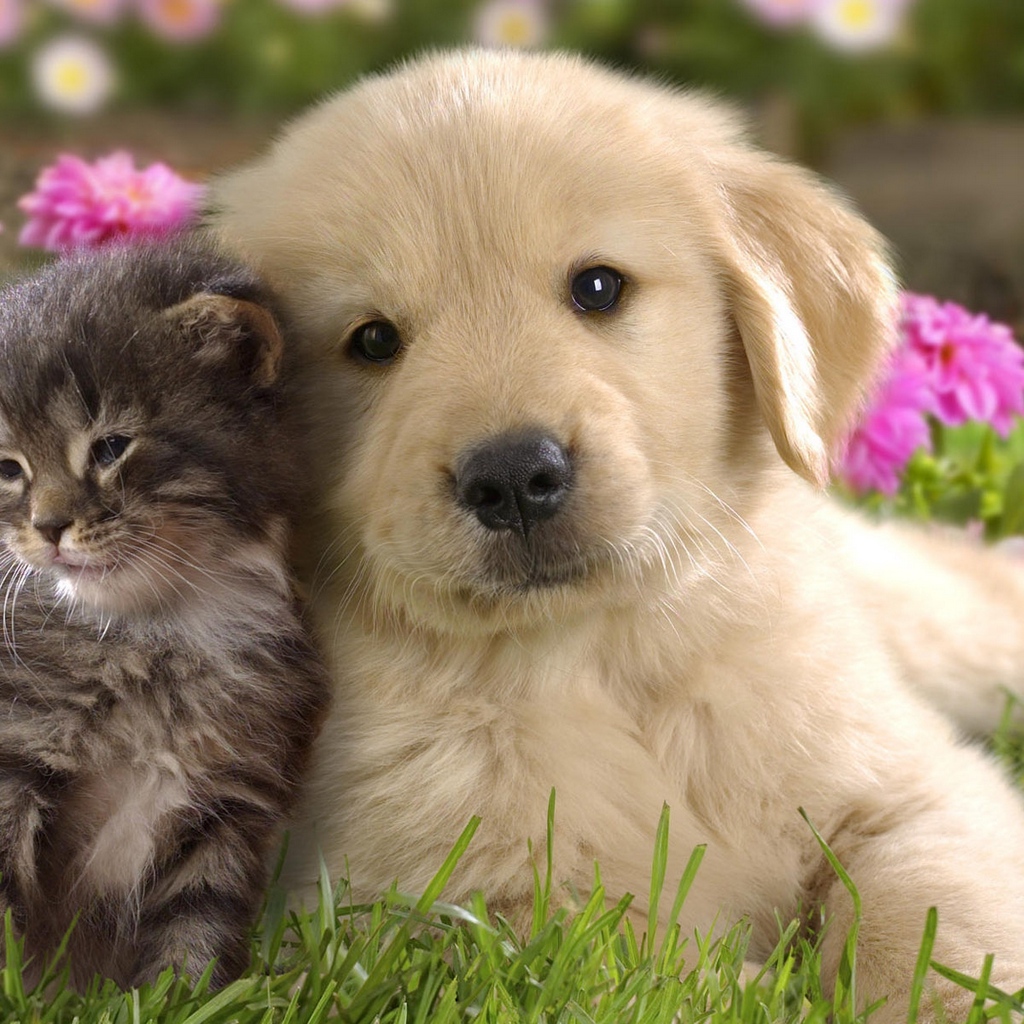 Image - Puppys Hd For Ipad - HD Wallpaper 