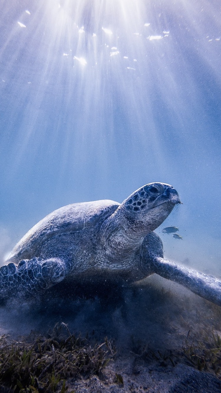 Iphone Wallpaper Turtle, Underwater, Sun Rays - 海 動物 デスクトップ - HD Wallpaper 
