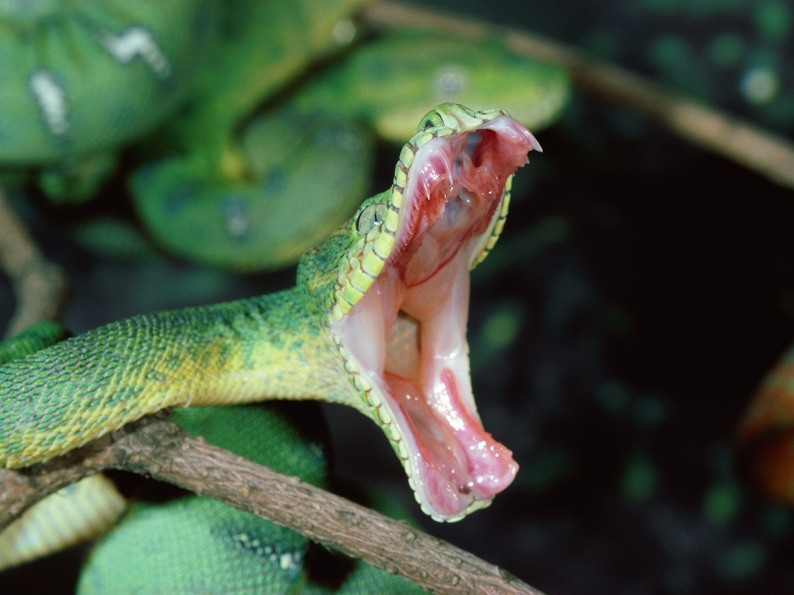 Poison Snake Bite Images Wallpaper - Emerald Tree Boa - HD Wallpaper 