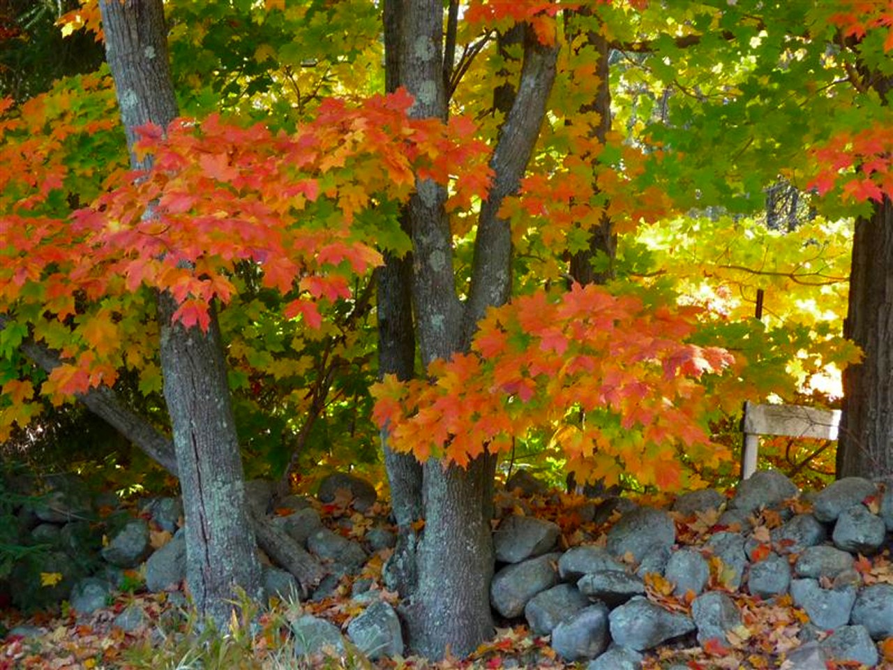 Fall Scenes - HD Wallpaper 