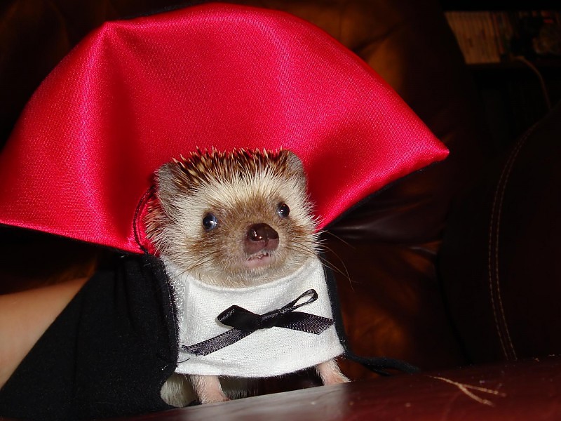 Count Dracula Wallpaper - Hedgehog Dressed As A Vampire - HD Wallpaper 