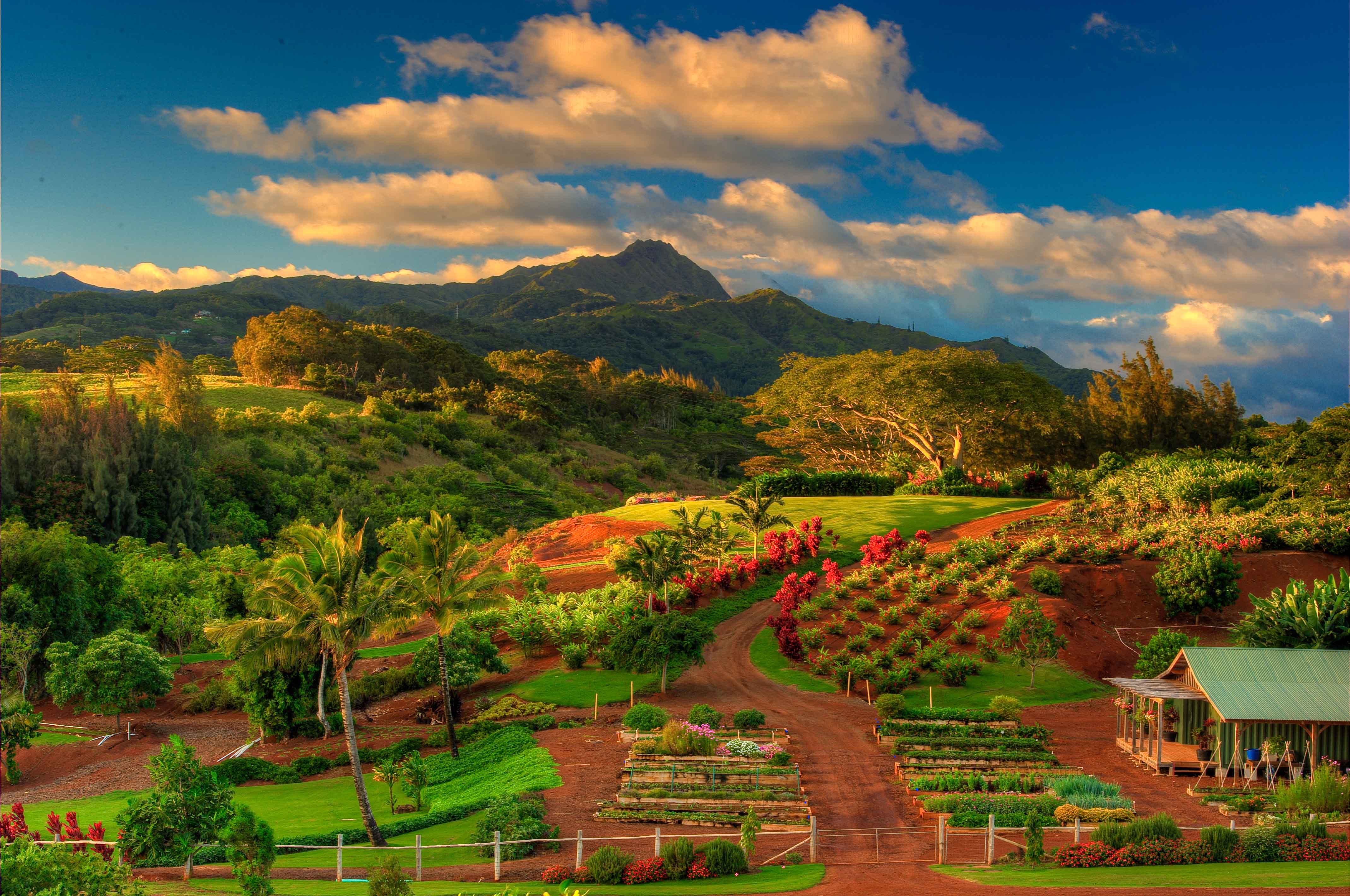 A Tropical Community Garden And Farm In Hawaii - Hawaii Autumn - HD Wallpaper 
