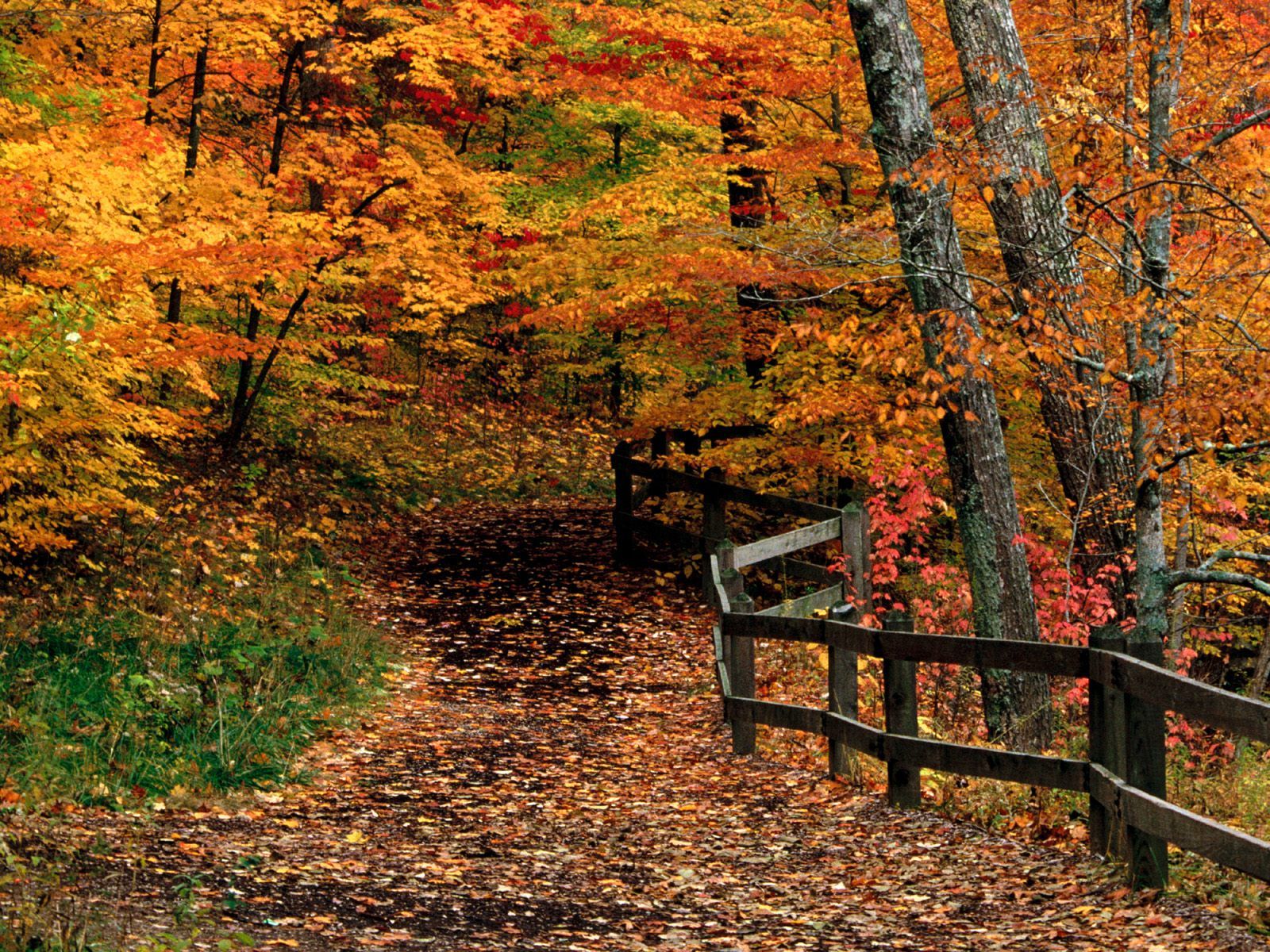 Kennesaw Mountain Fall Colors - HD Wallpaper 