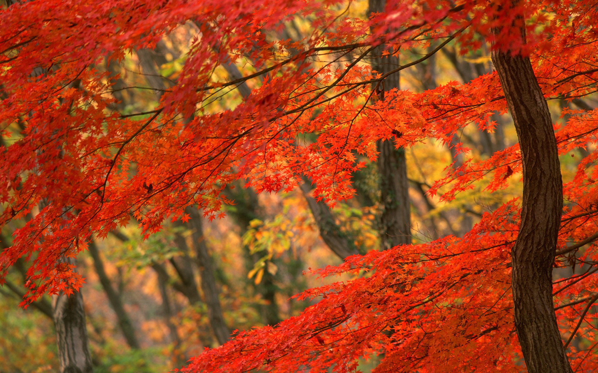 Free Autumn Wallpaper - HD Wallpaper 
