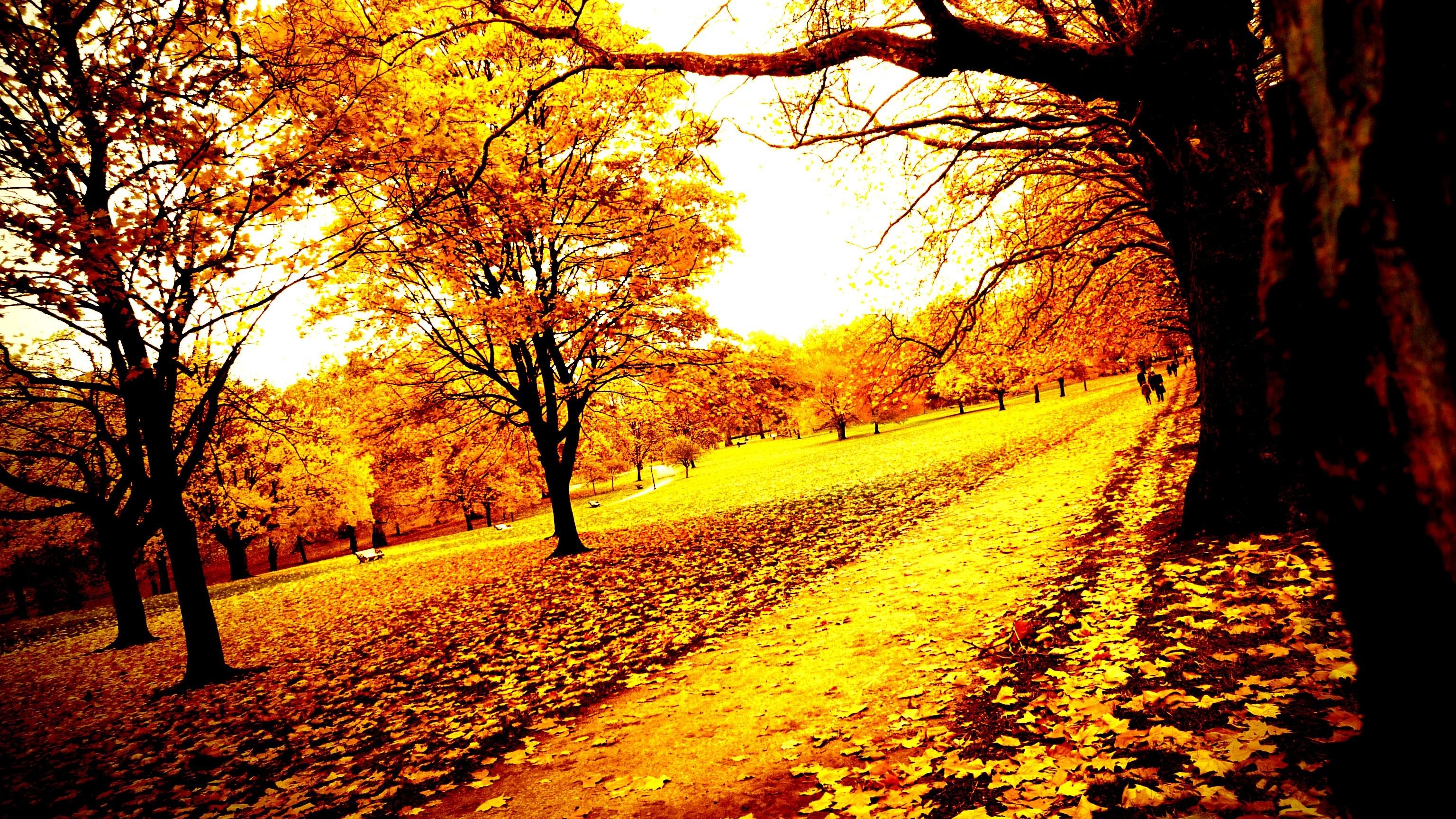 Widescreen Autumn Tree Wallpaper Hd - HD Wallpaper 