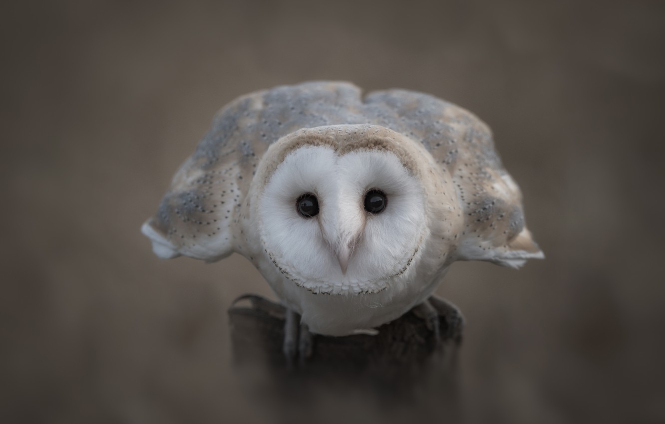 Photo Wallpaper Look, Background, Owl, Bird, Common - Barn Owl Background Hd - HD Wallpaper 