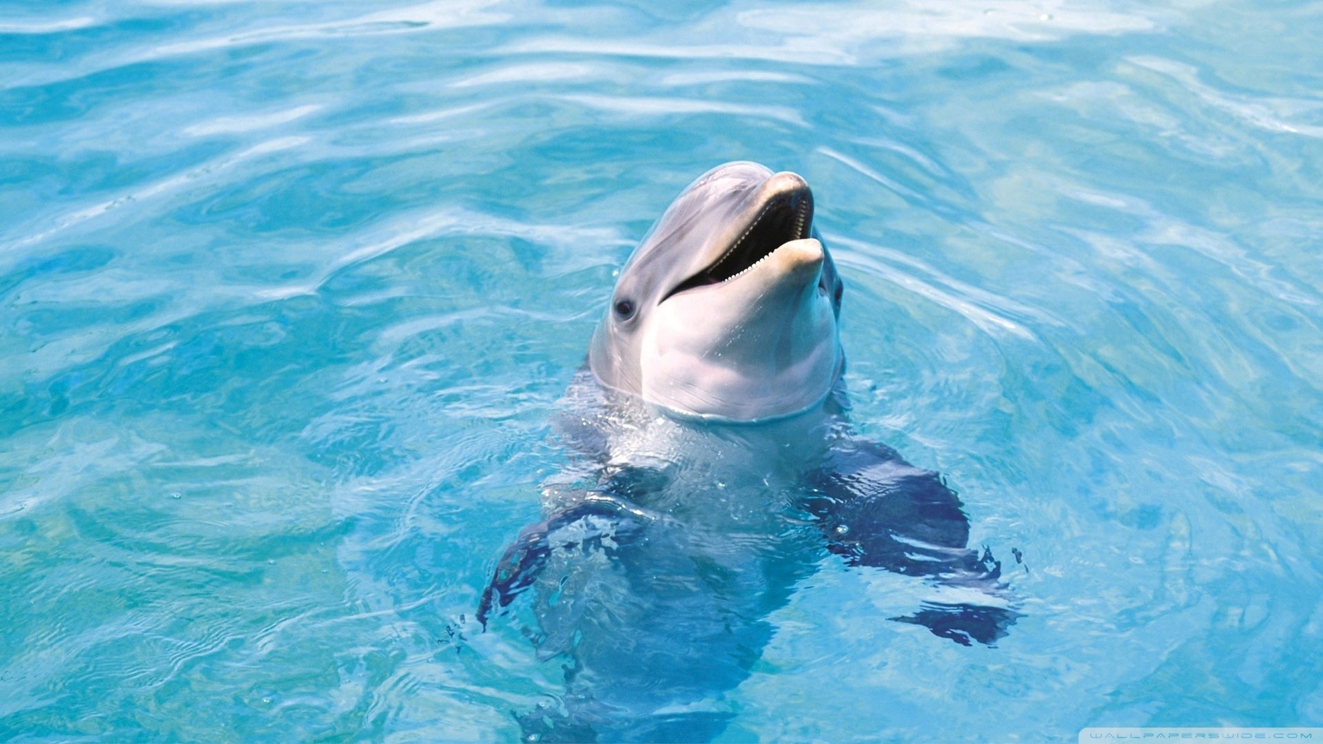 Related Wallpapers 
 Data-src /w/full/c/7/4/460619 - Dolphin Wallpaper For Desktop - HD Wallpaper 