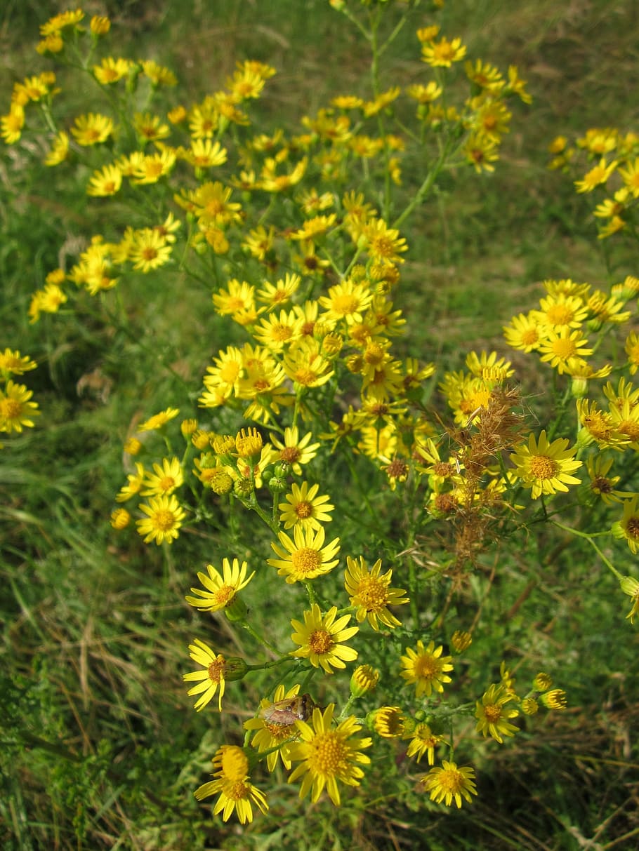 Jacobaea Vulgaris, Ragwort, Common Ragwort, Tansy Ragwort, - HD Wallpaper 
