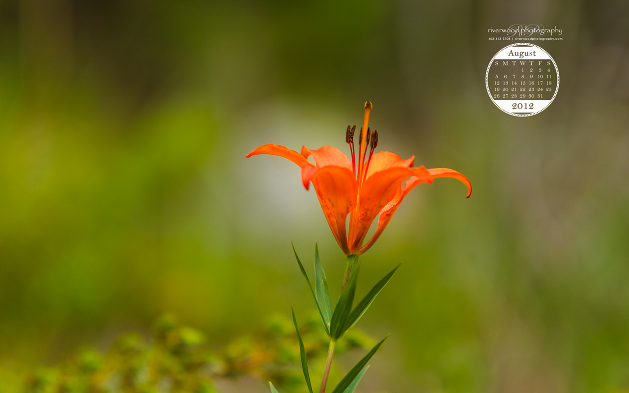 Free Desktop Wallpaper For August - HD Wallpaper 