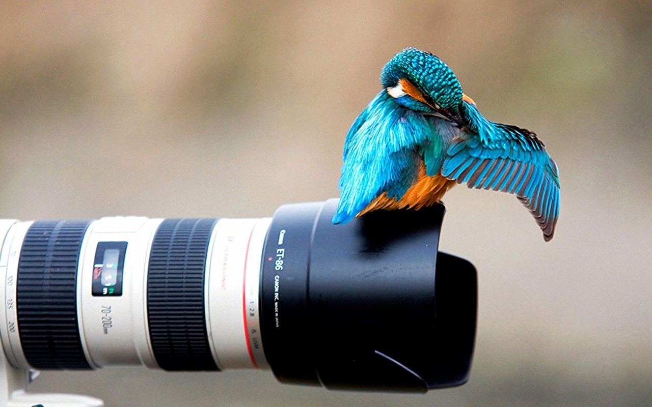Bird Sitting On Camera - HD Wallpaper 