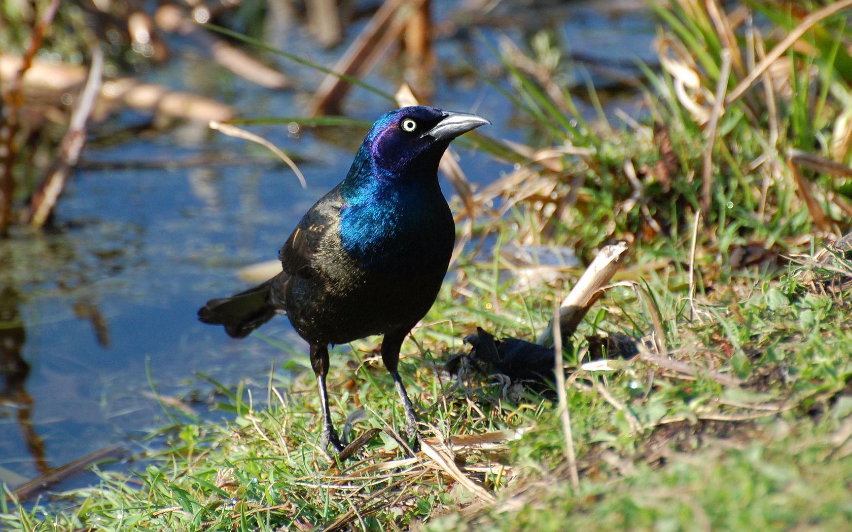Boat Tailed Grackle - HD Wallpaper 
