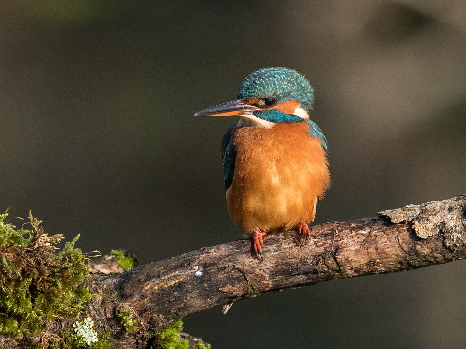 Common Kingfisher - HD Wallpaper 