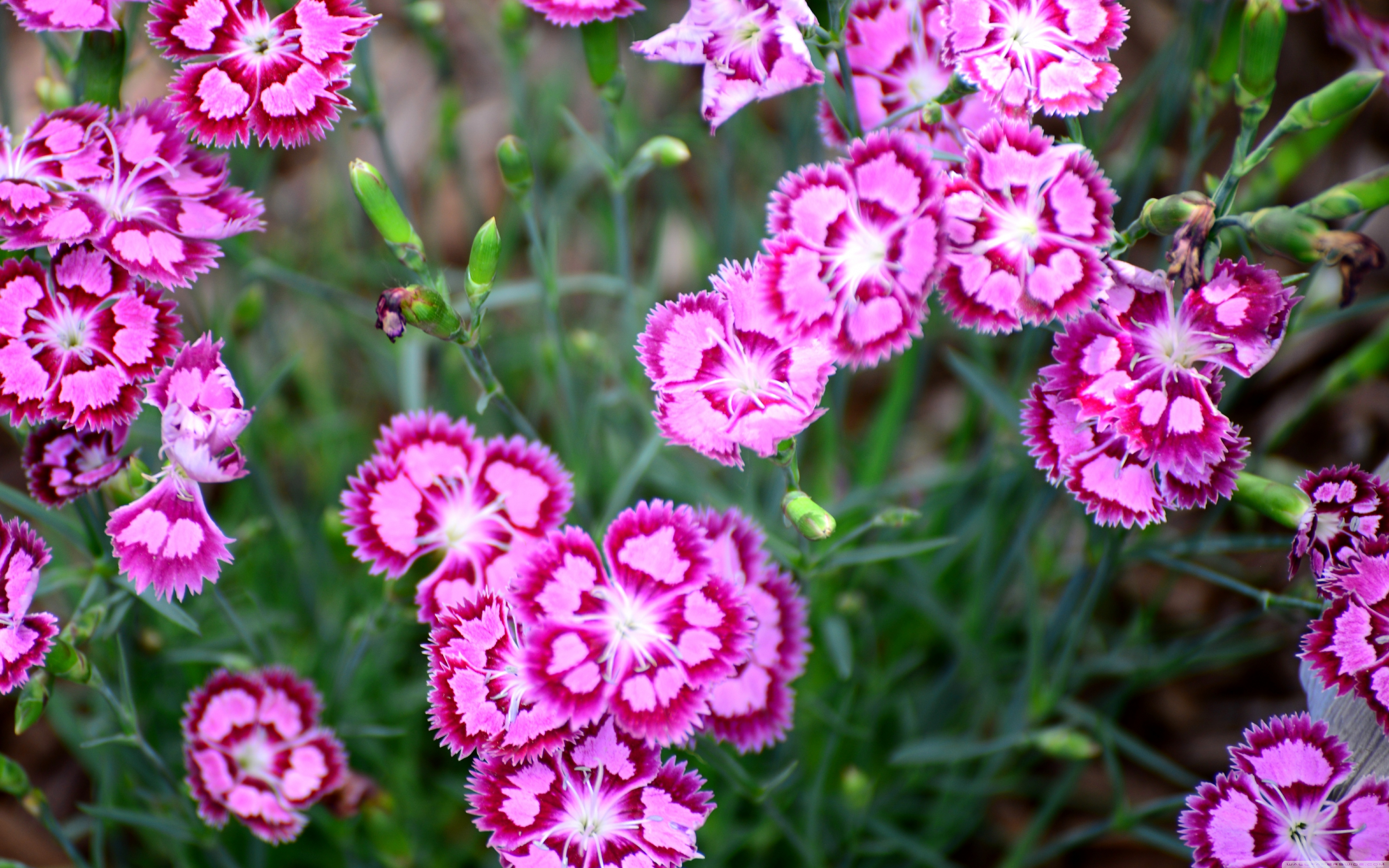 Cranberry Ice Dianthus - HD Wallpaper 