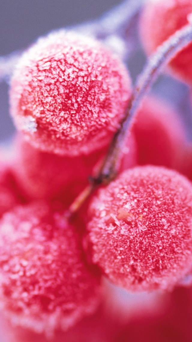 Winter Fruits - HD Wallpaper 
