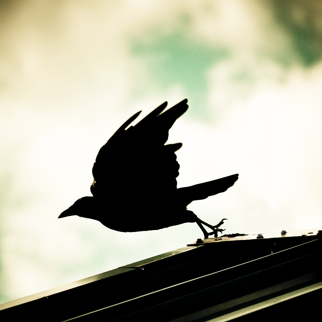 Wind Of Despair - HD Wallpaper 