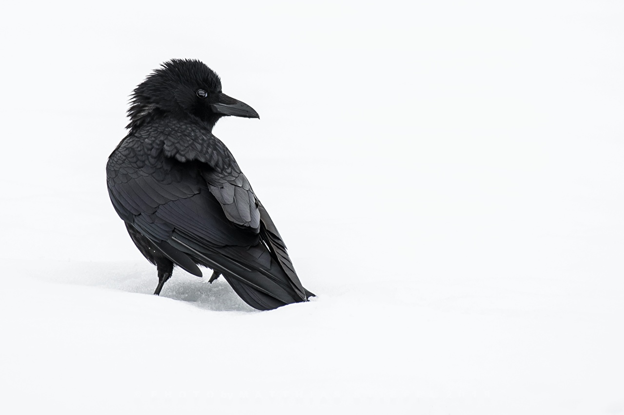 Crow Snow - HD Wallpaper 