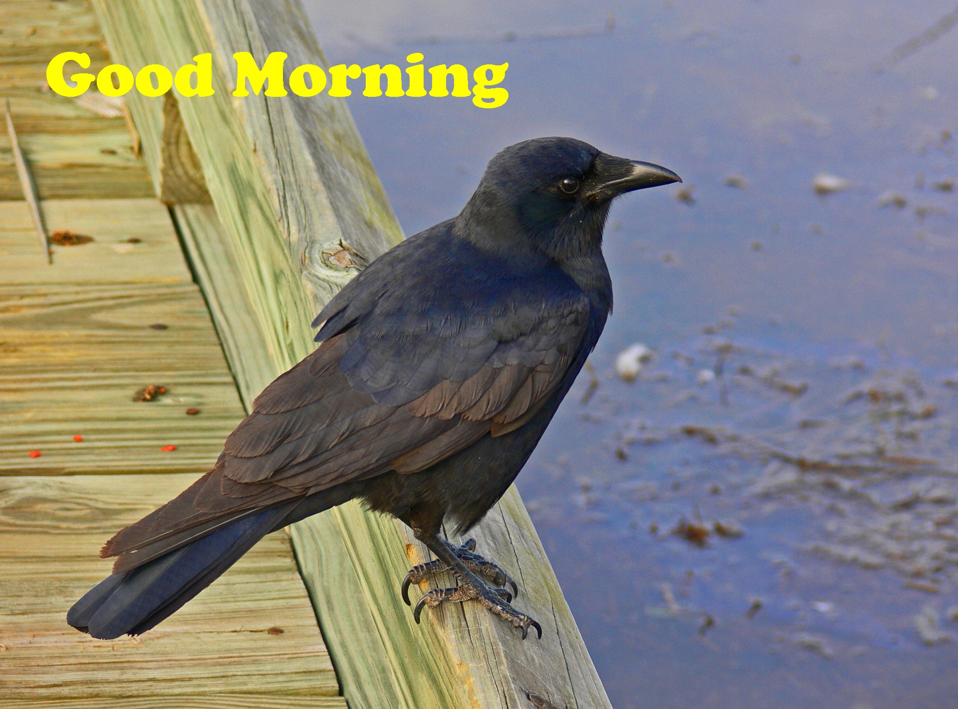 Fish Crow - HD Wallpaper 