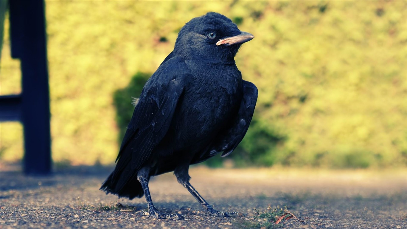 Black Crow-animal World Photography Wallpaper2013 - Pakistani Small Black Birds - HD Wallpaper 