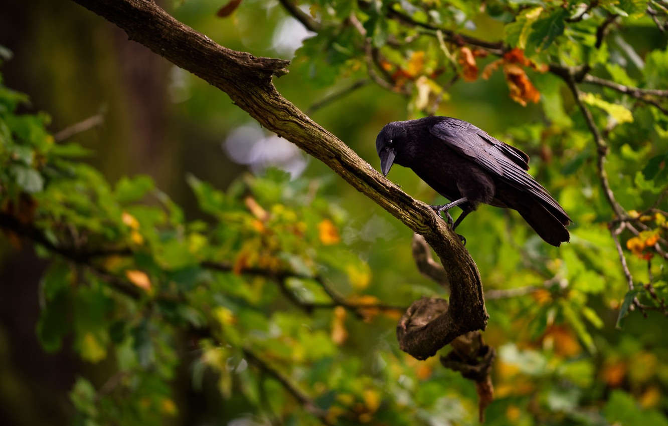 Photo Wallpaper Branches, Bird, Black Crow - Crow-like Bird - HD Wallpaper 