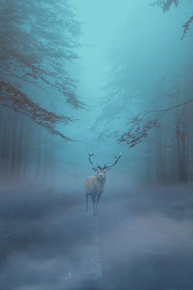 Reindeer - HD Wallpaper 