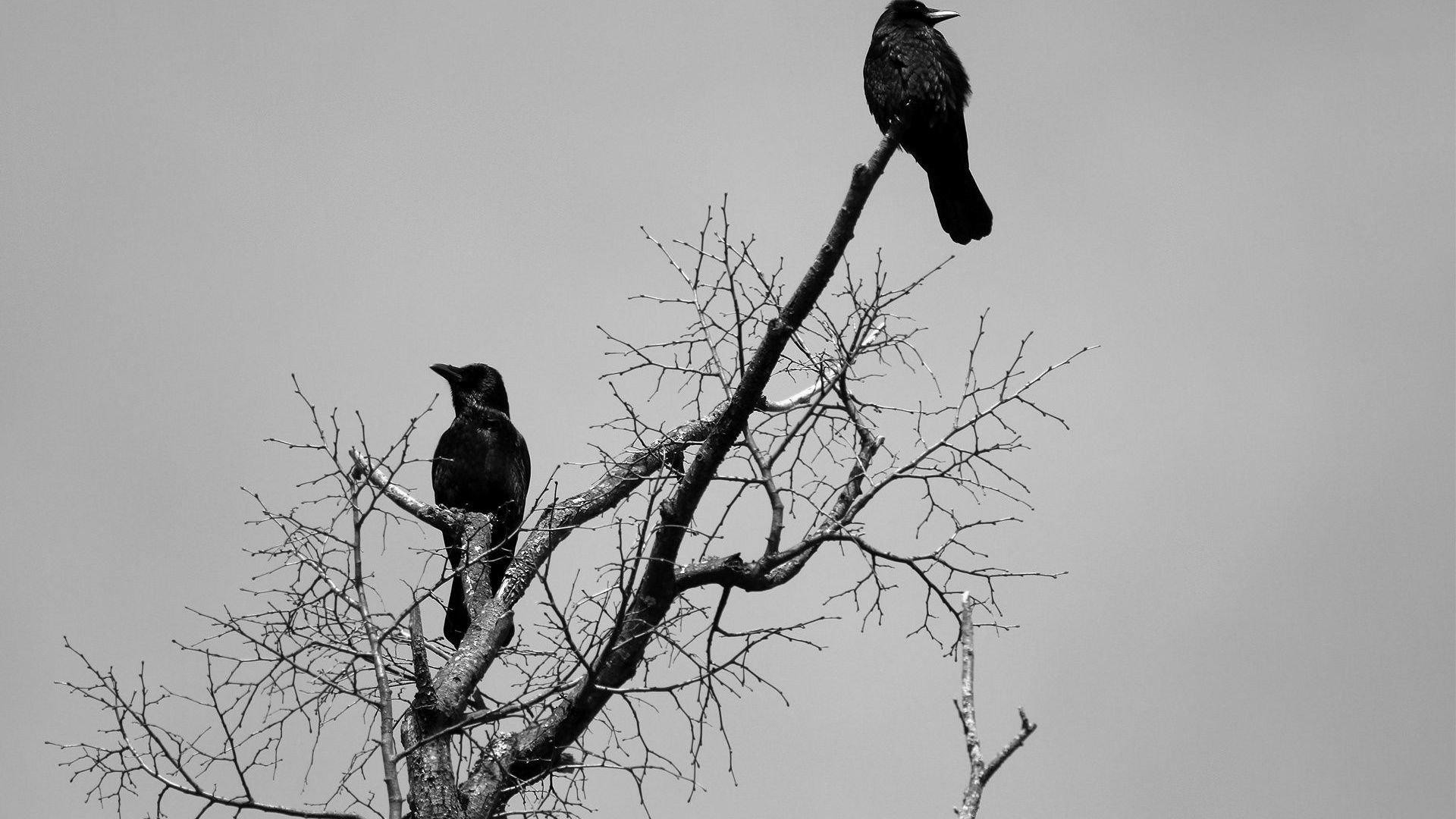 Wiki Crows Background Full Hd Pic Wpb001758 
 Data - Crows On A Tree - HD Wallpaper 