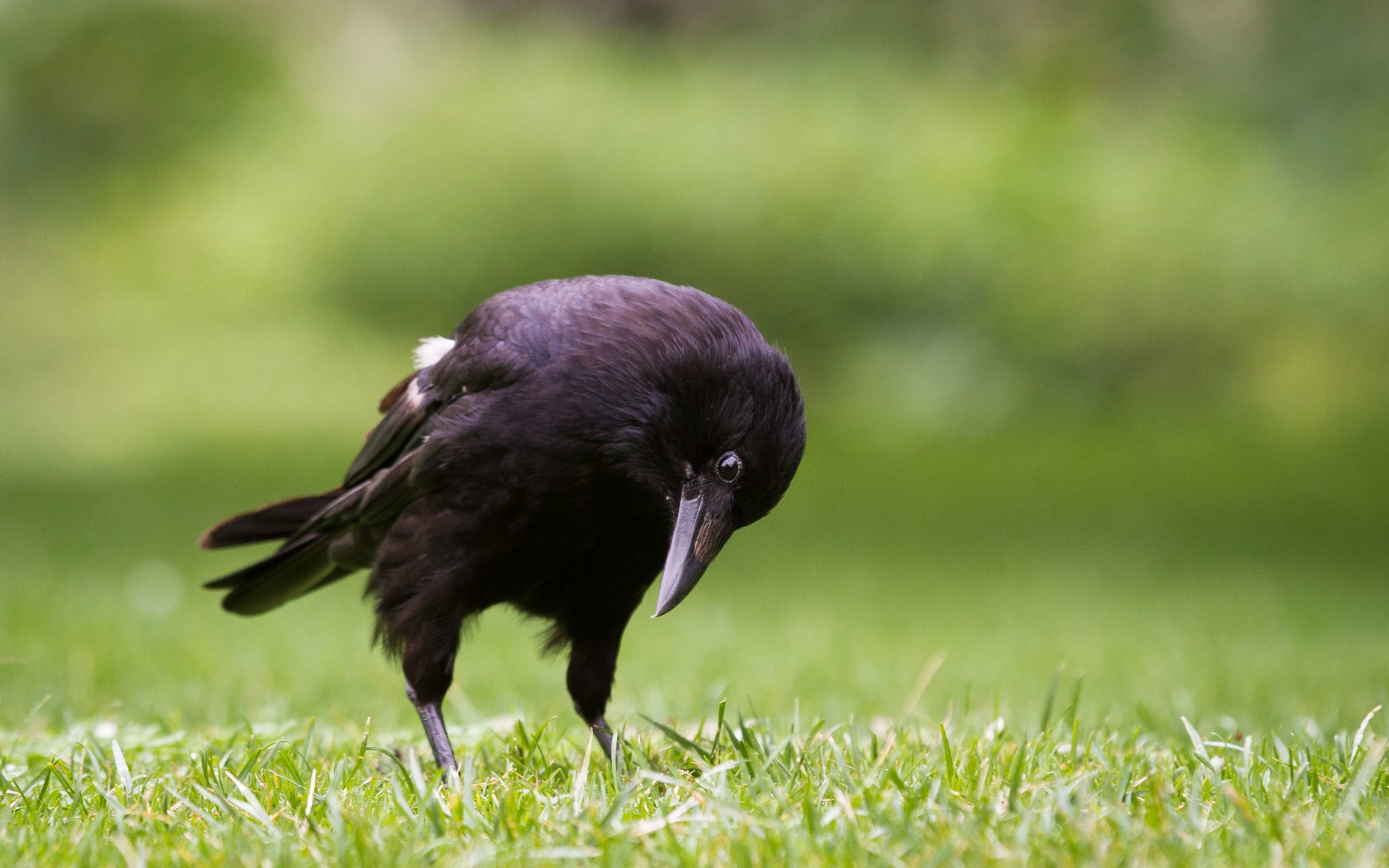 Wallpaper - HD Wallpaper 