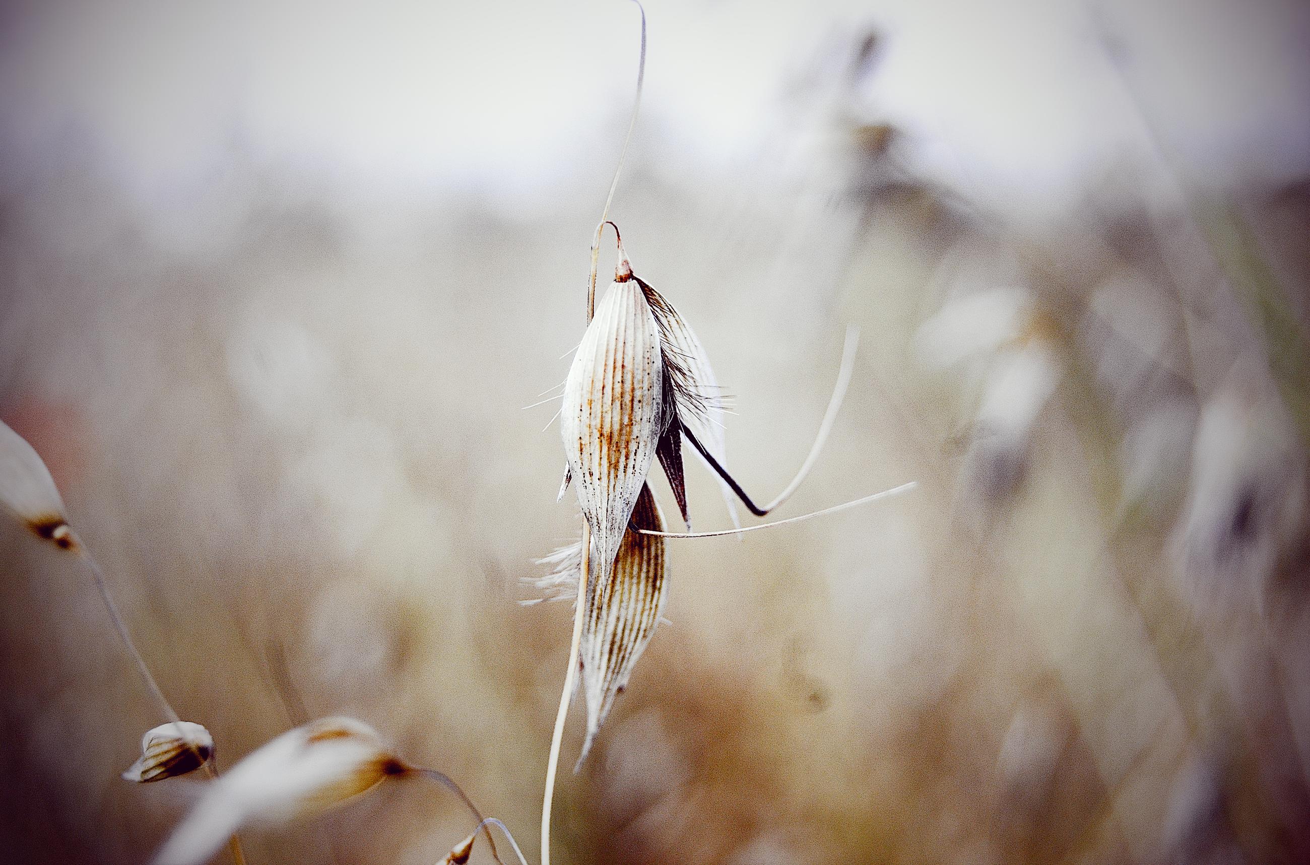 Macro Photography - HD Wallpaper 