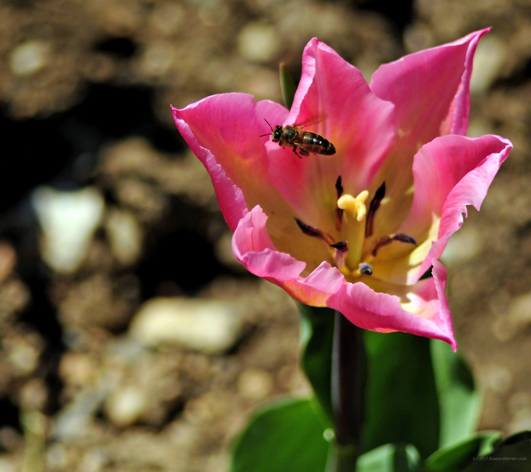 Images Wallpaper For Mobile - Mobile Phone - HD Wallpaper 