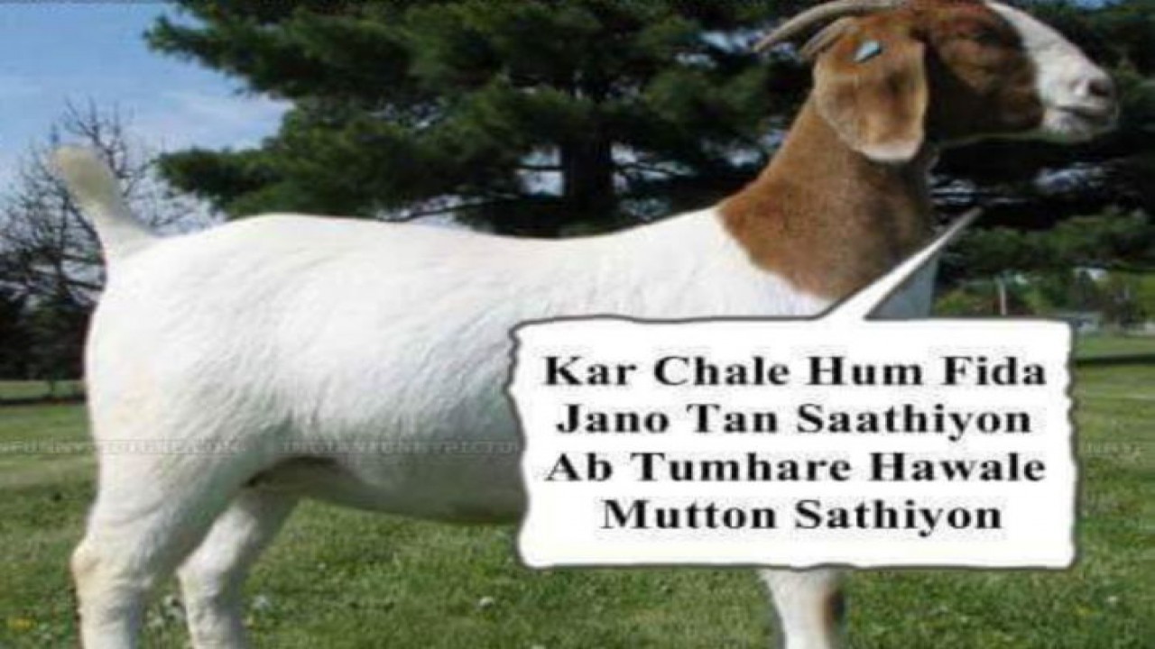 Memes & Funny Jokes To Share On Bakrid - Bakra Eid Shayari - 1280x720  Wallpaper 