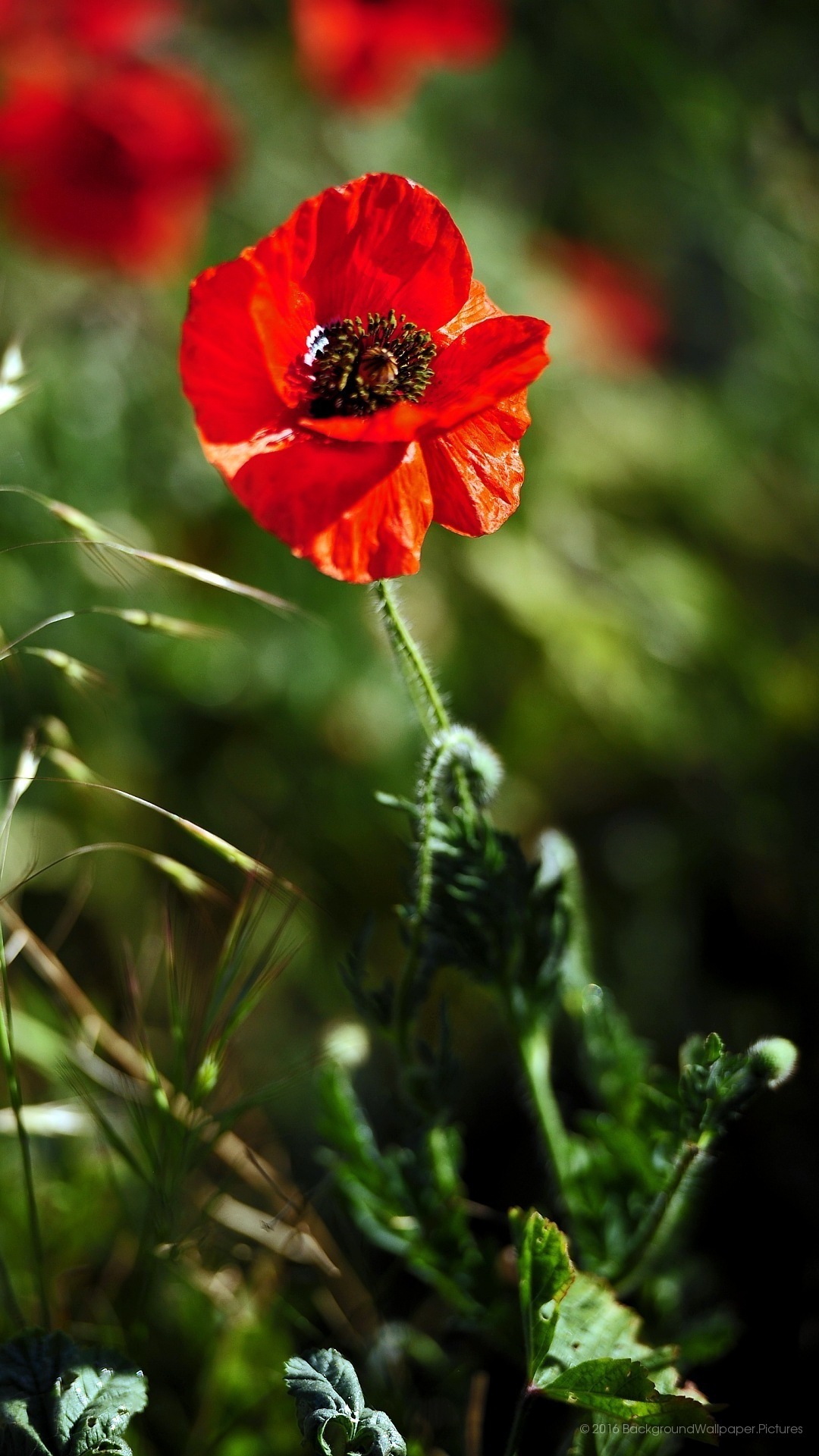 P Pretty Wallpaper Hd Pic Hwb3416 - Oriental Poppy - HD Wallpaper 