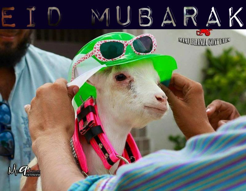Eid Mubarak With Animal - HD Wallpaper 