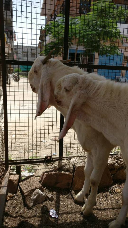 White Bakra Picture - Goat - HD Wallpaper 