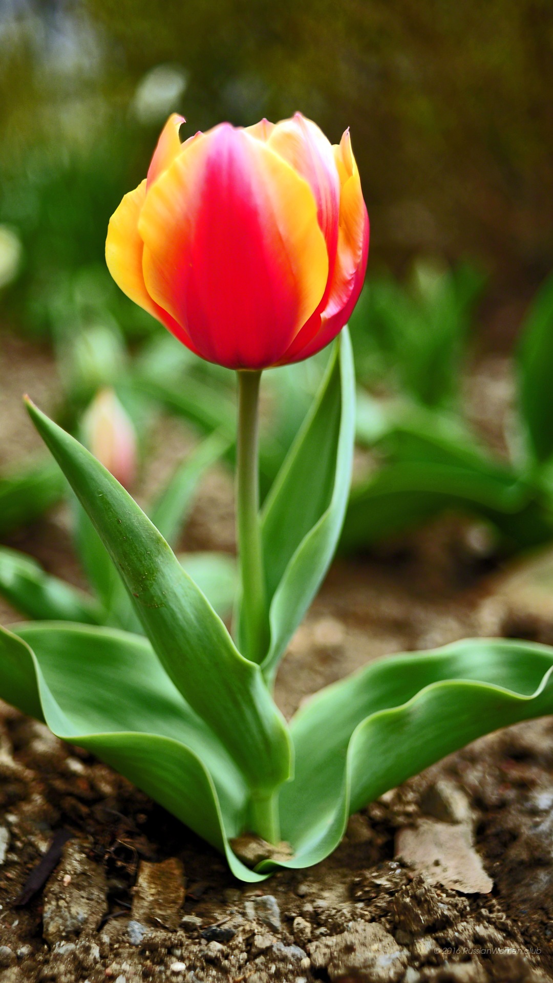 Lyf F1 Background - Iphone X Flores Fondo De Pantalla - HD Wallpaper 