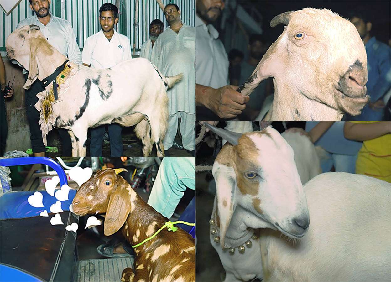 Shahrukh Khan Bakra Eid 2019 - HD Wallpaper 