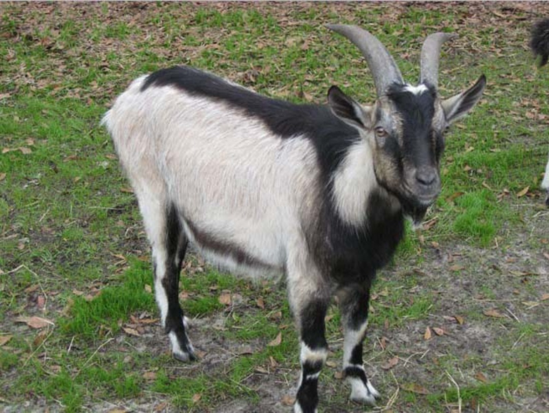 Breeds Of Goat Alpine - HD Wallpaper 