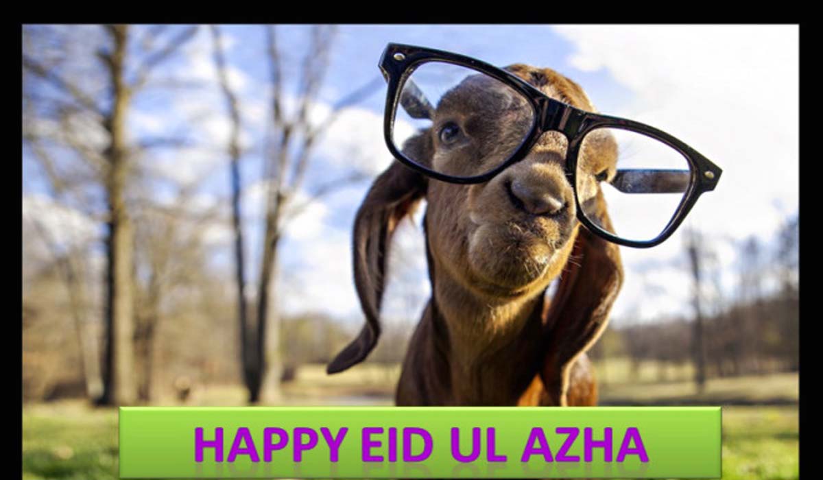 Funny Bakra Eid Wallpaper - Cute Goat With Glasses - HD Wallpaper 
