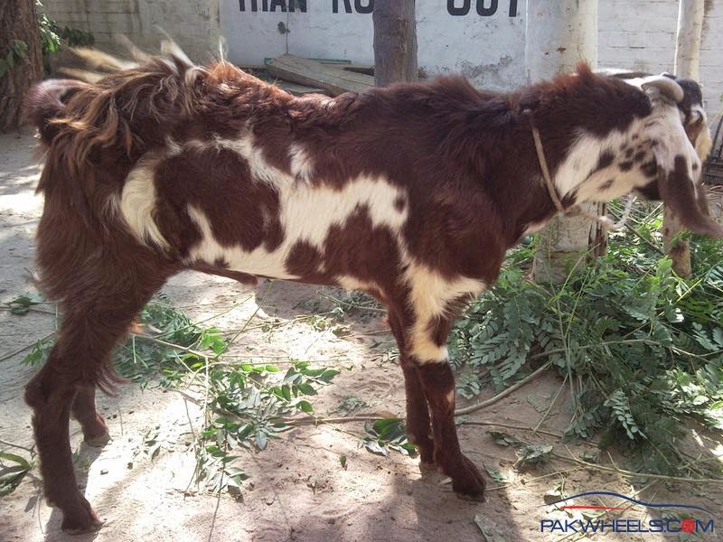 Bakra Eid Ka Bakra - HD Wallpaper 