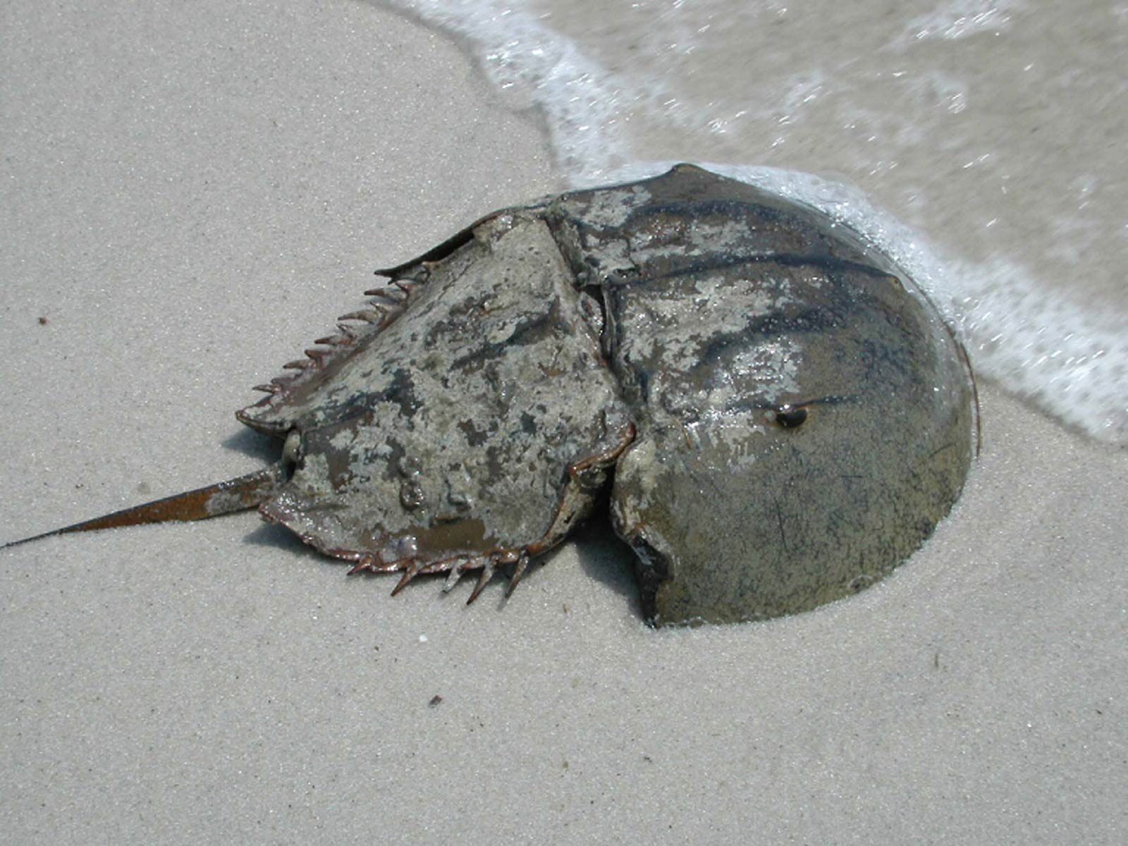 Free Horseshoe Crab Wallpaper Wallpapers Download - Horseshoe Crab - HD Wallpaper 