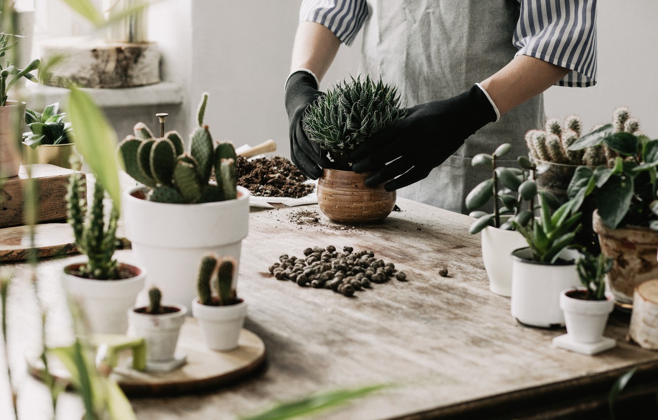 Photo Wallpaper Plantation, Cactus, Variety, Pots - Plants Millennials - HD Wallpaper 