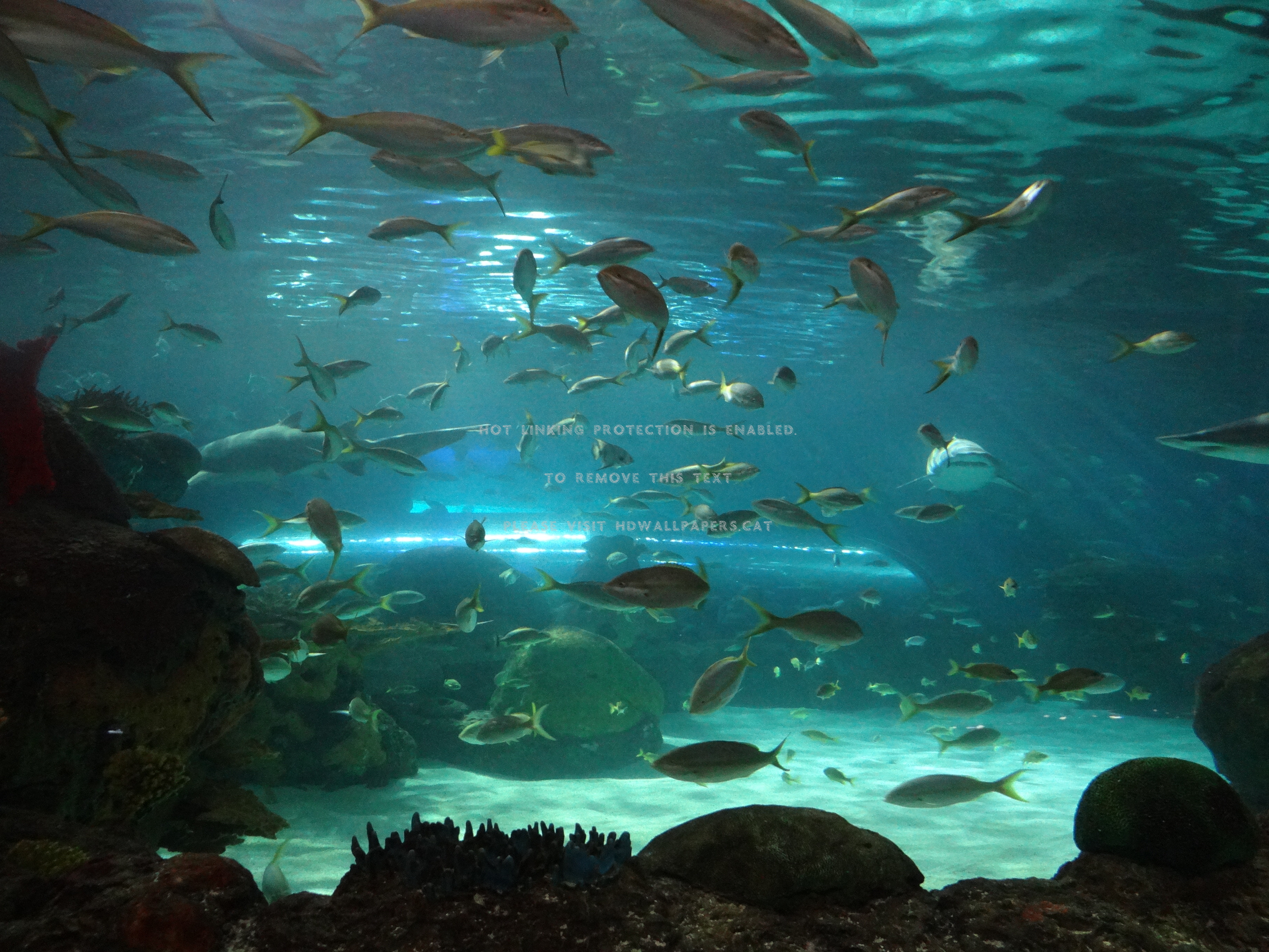 Ripleys Aquarium Toronto Water Variety Fish - Underwater - HD Wallpaper 