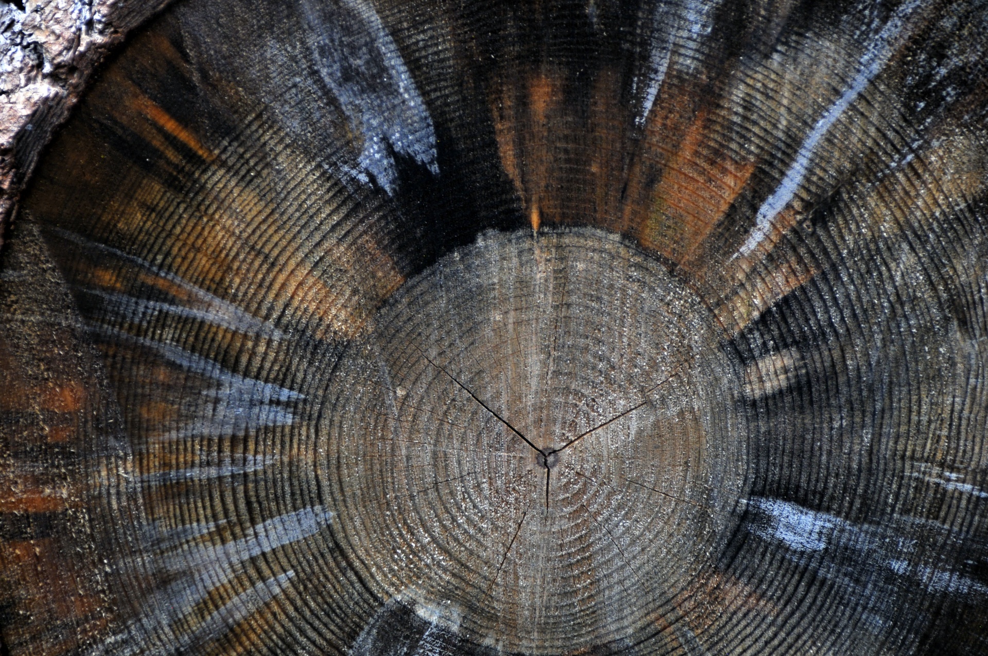 Background Wallpaper Round Free Photo - Tree Stump - HD Wallpaper 