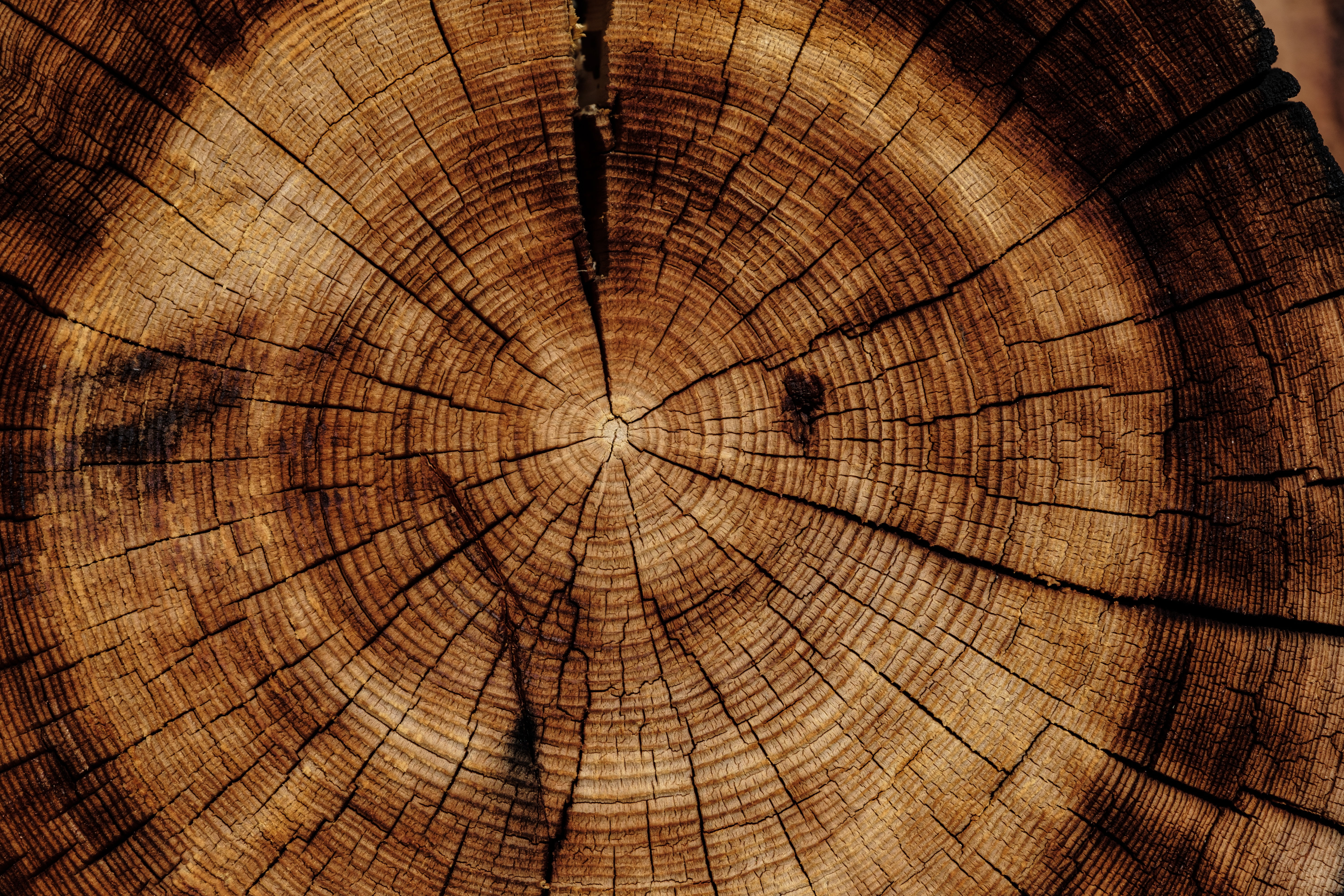 Wood Grain Texture Circle - HD Wallpaper 