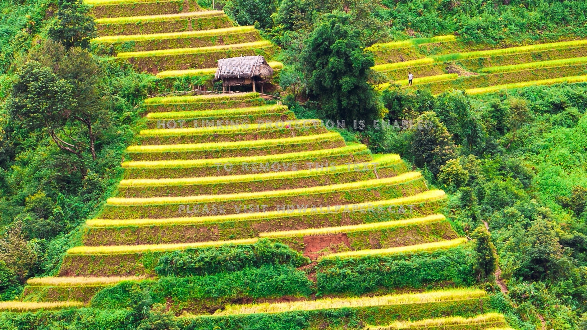 Beauty Of Nature House Shrubs Herbs Field - Field - HD Wallpaper 