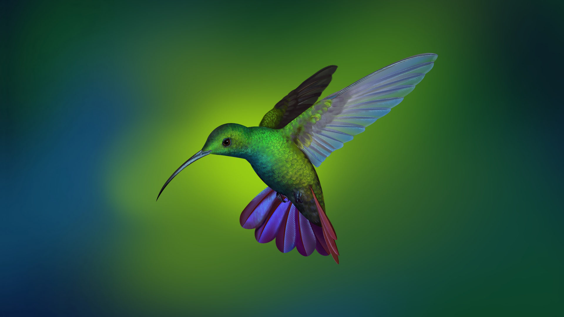 Hummingbird Wallpaper Deepin - HD Wallpaper 