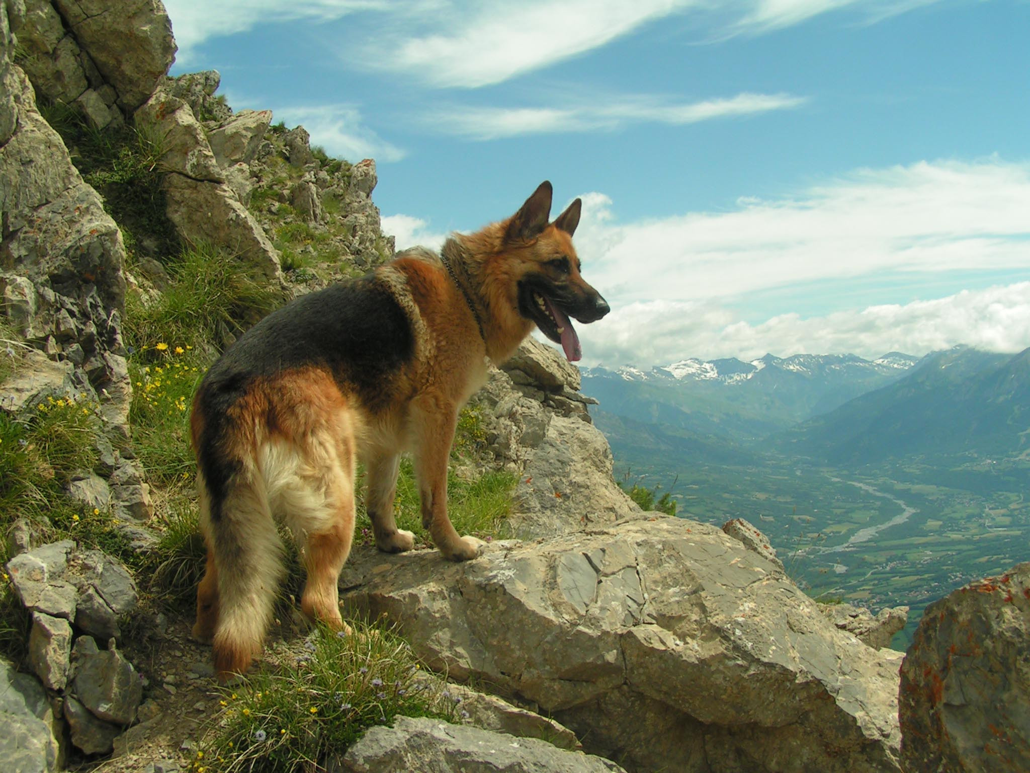 Cool Interesting German Shepherd Dog Wallpapers Wallpaper - German Shepherd Dog Wallpaper Download - 2048x1536 Wallpaper Cool Interesting German Shepherd Dog Wallpapers Wallpaper - German Shepherd Dog Wallpaper Download - 2048x1536 Wallpaper
