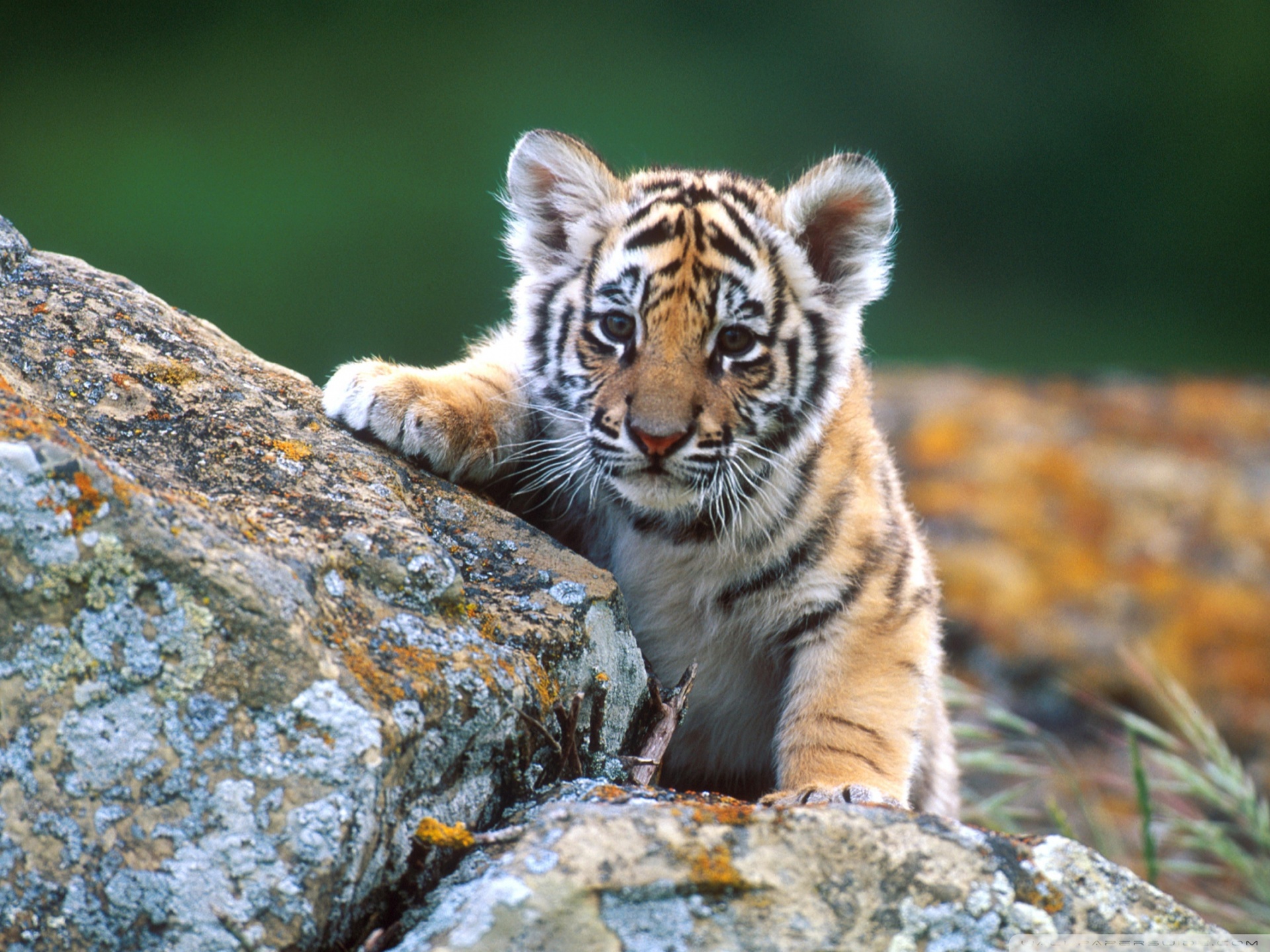 Tiger Cub Hd - HD Wallpaper 
