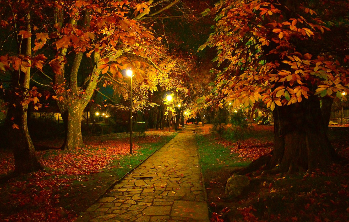 Photo Wallpaper Night, Autumn, Trees, Lights, Park, - Autumn Trees Night - HD Wallpaper 